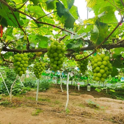 广 西阳光玫瑰葡萄销售 肖卷忠果园基地供应多品种绿色葡萄