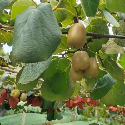 肖卷忠红心猕猴桃果园新鲜采摘直供 广 西桂 林产地发货